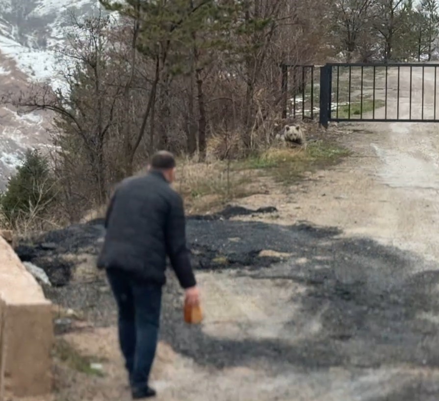 Gümüşhane’de aç kalan yavru ayıyı elleriyle beslediler
