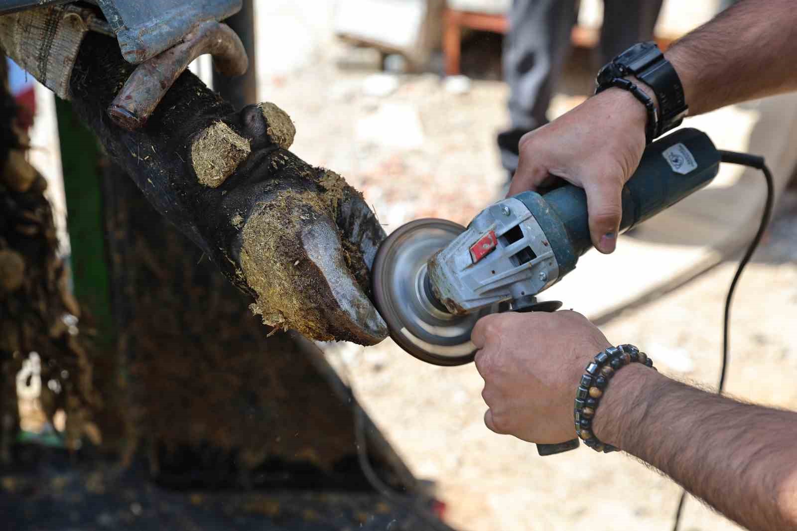 Gündoğmuşlu üreticilerin büyükbaş hayvanlarına tırnak bakım desteği
