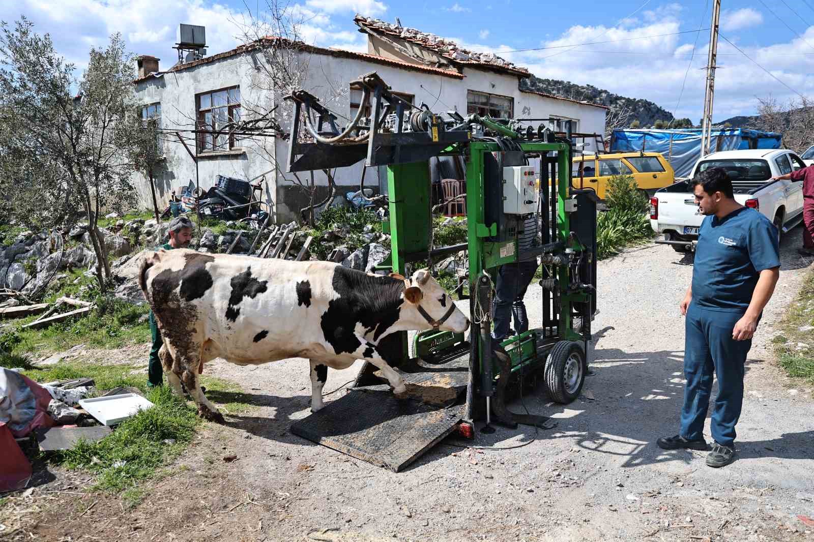 Gündoğmuşlu üreticilerin büyükbaş hayvanlarına tırnak bakım desteği
