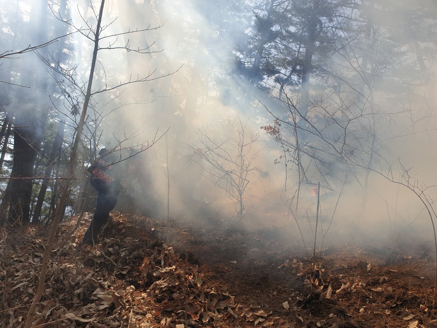 Güney Kore’de 3 gündür devam eden orman yangınında 190 hektarlık alan küle döndü

