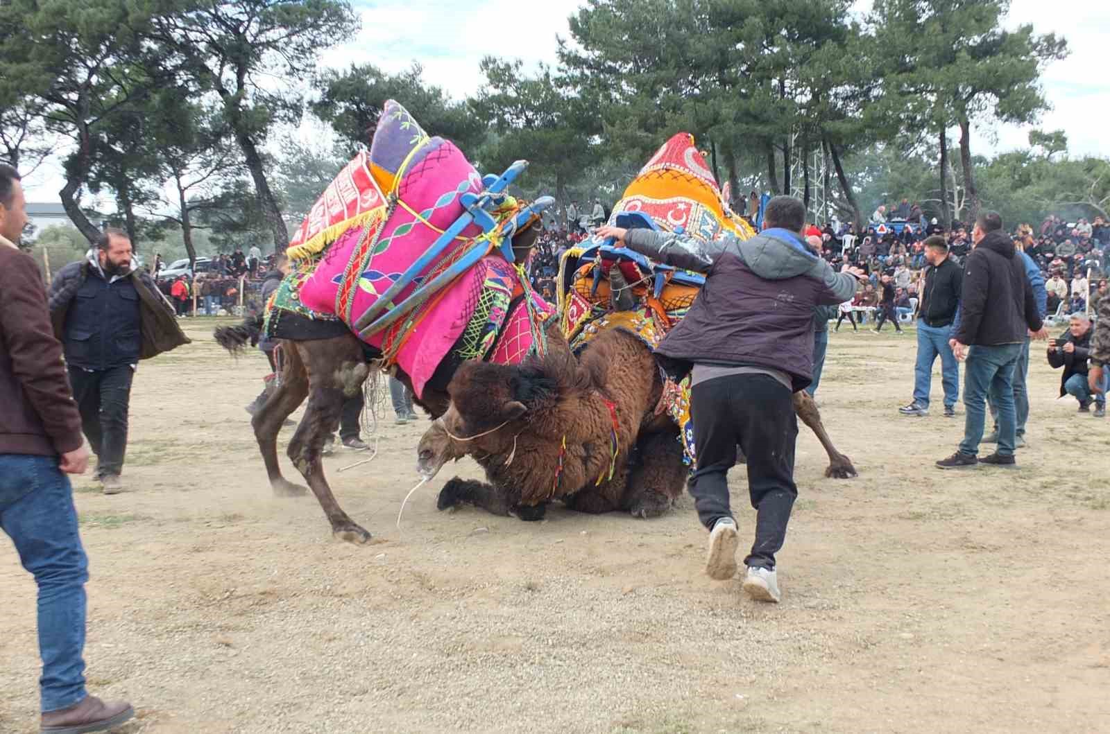 Güreşçi develer, bir yıl sonra sahalara geri döndü
