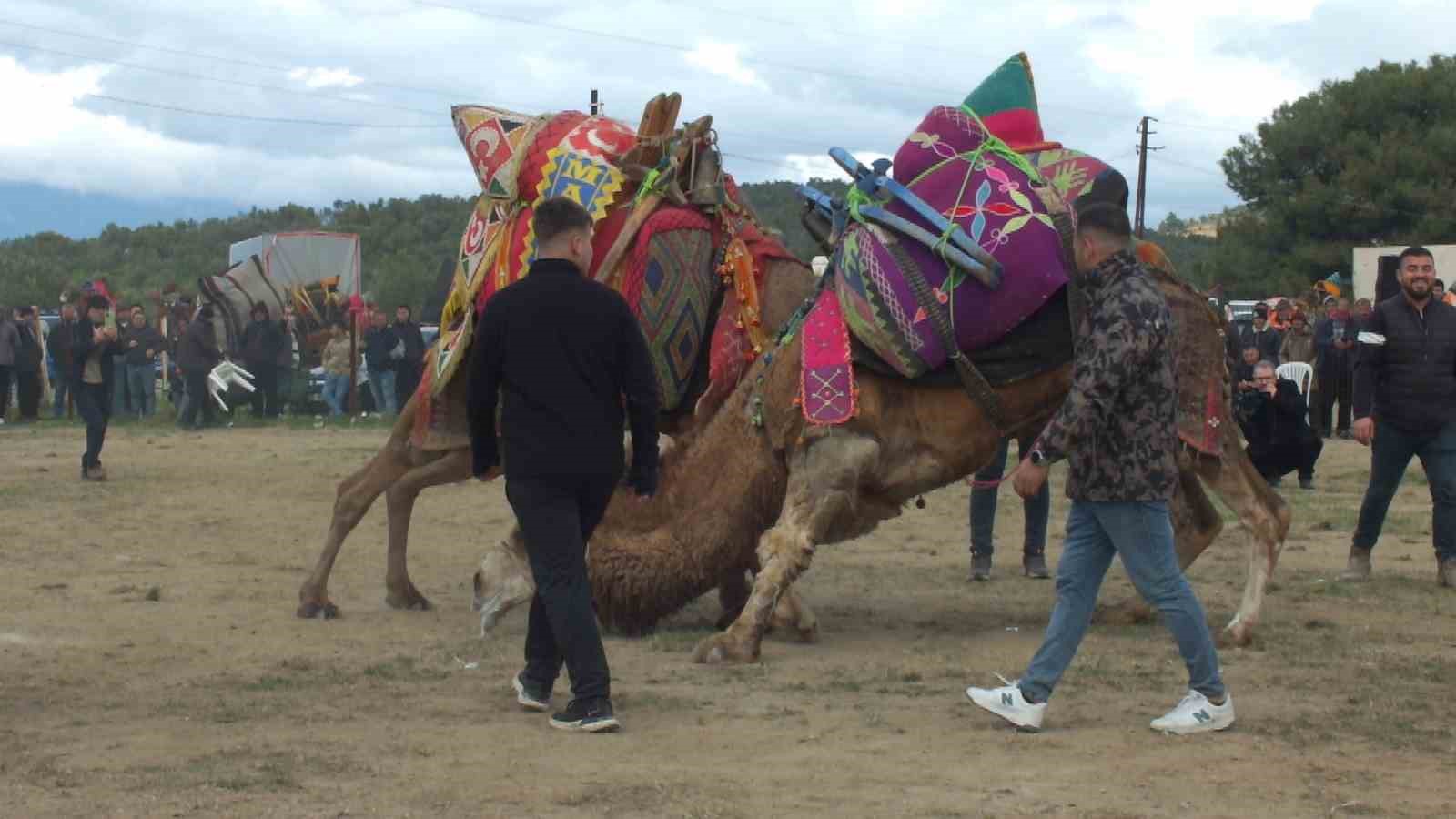 Güreşçi develer, bir yıl sonra sahalara geri döndü

