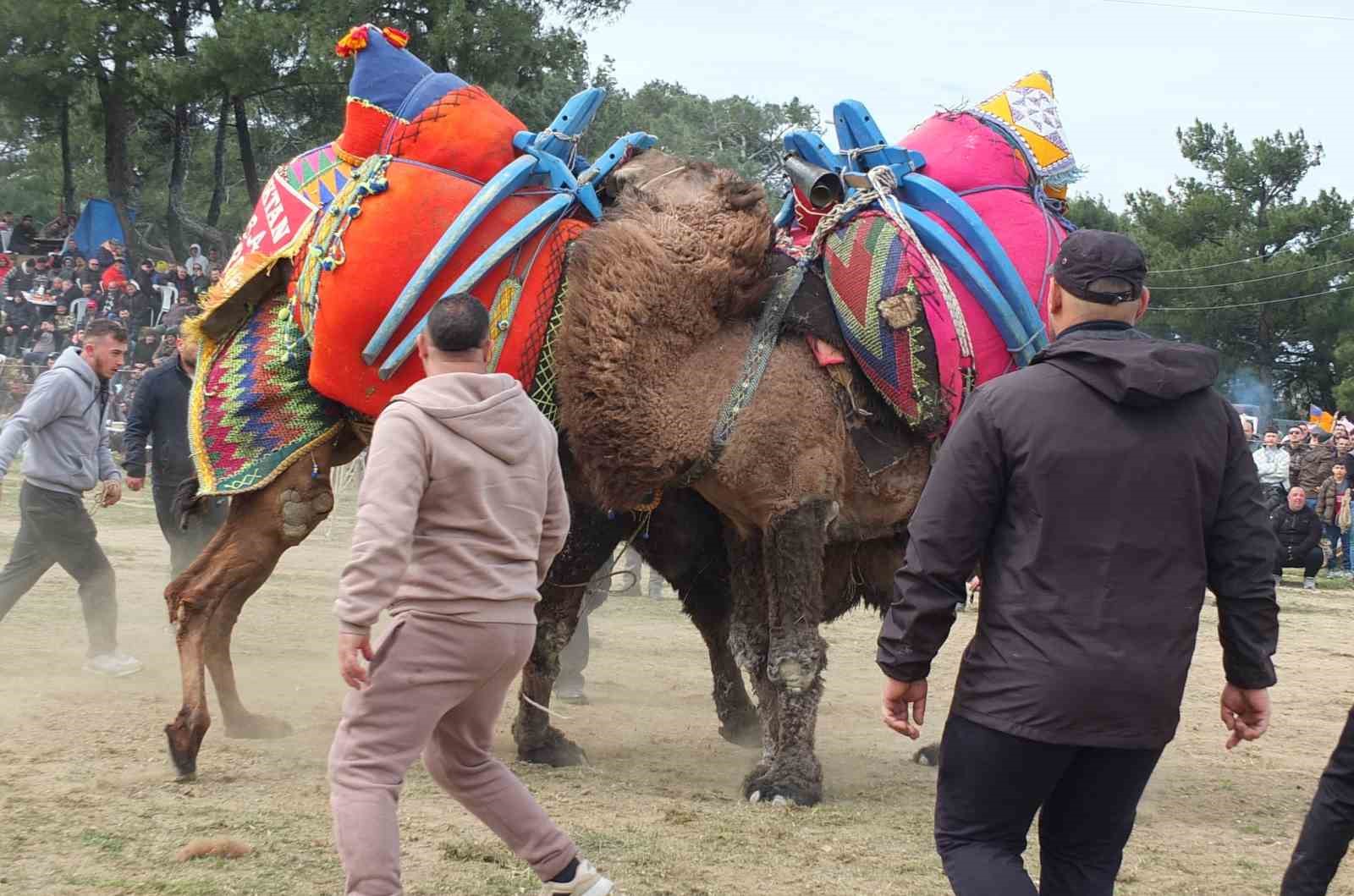 Güreşçi develer, bir yıl sonra sahalara geri döndü
