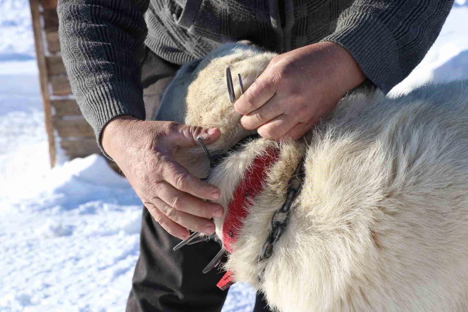 Gürün çengeli Kangal köpeklerine can simidi oluyor
