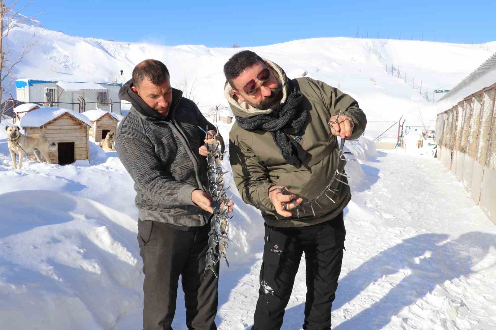 Gürün çengeli Kangal köpeklerine can simidi oluyor
