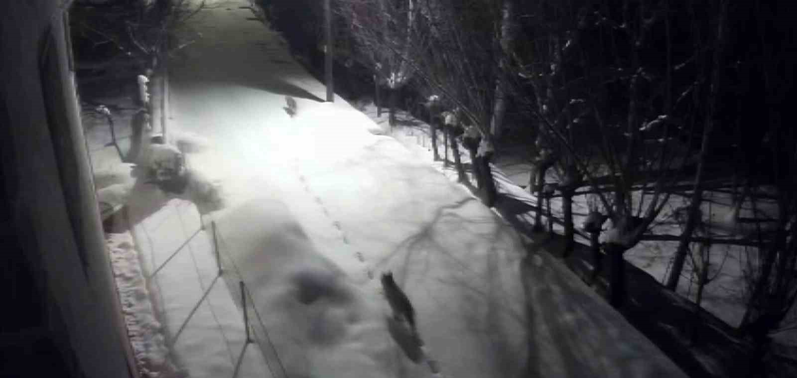 Gürün’de kurtlar mahalleye indi
