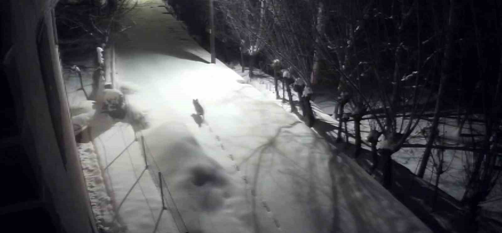 Gürün’de kurtlar mahalleye indi
