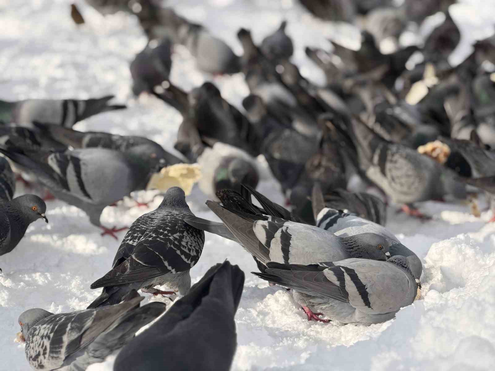 Güvercinleri yemleyen vatandaş yürekleri ısıttı

