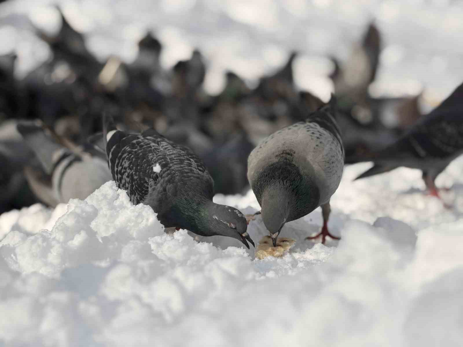 Güvercinleri yemleyen vatandaş yürekleri ısıttı
