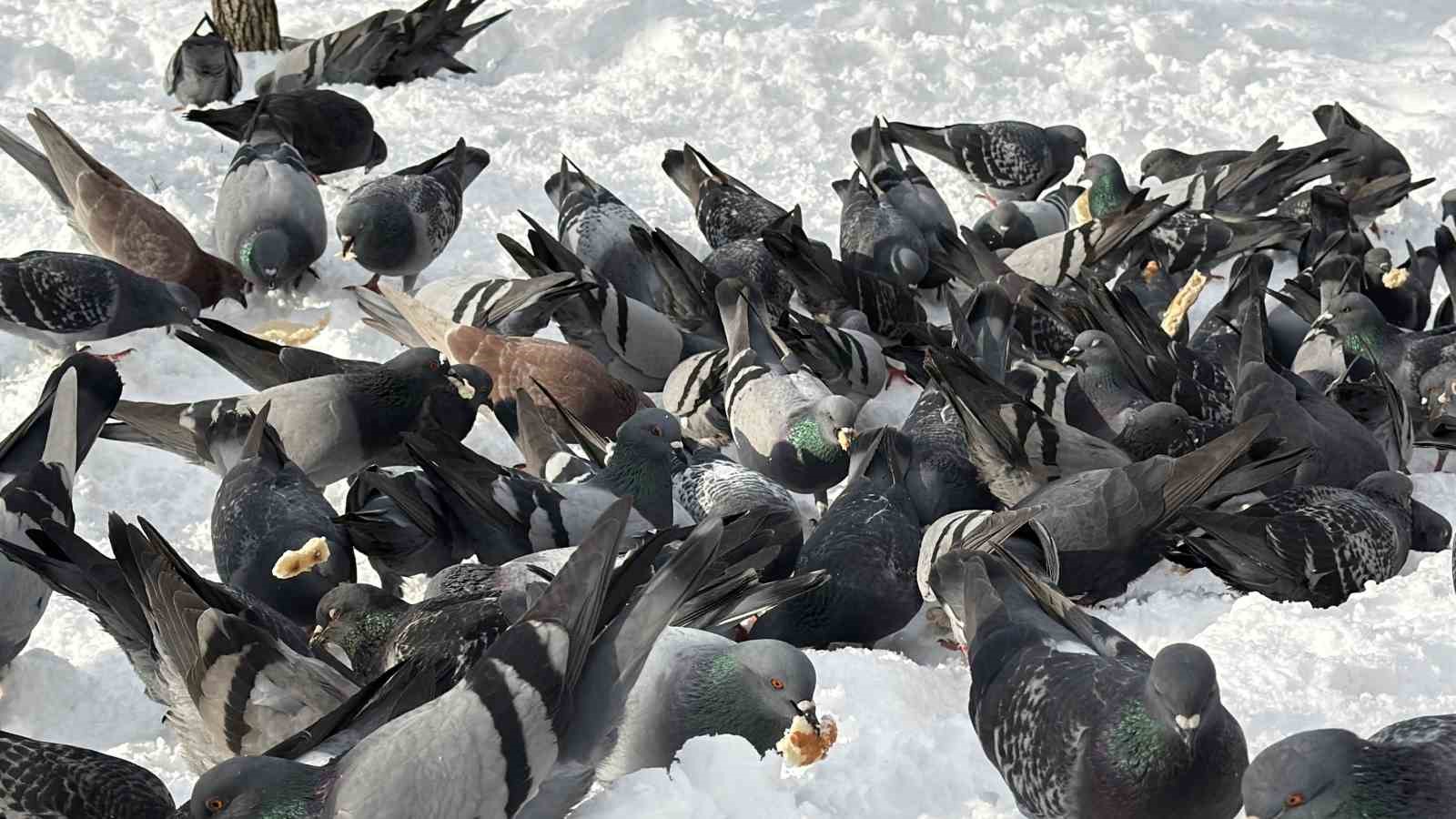 Güvercinleri yemleyen vatandaş yürekleri ısıttı
