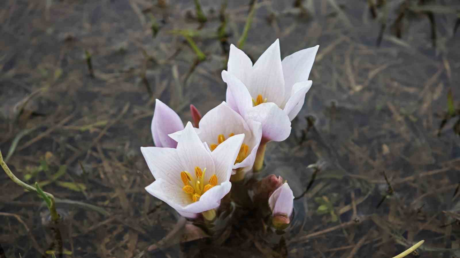 Güzeldere Vadisi bahar çiğdemleriyle süslendi
