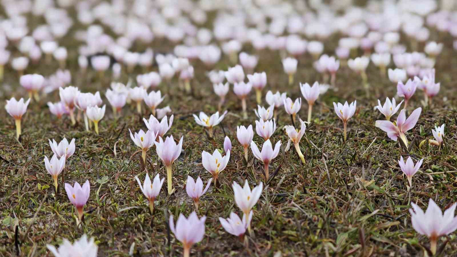 Güzeldere Vadisi bahar çiğdemleriyle süslendi
