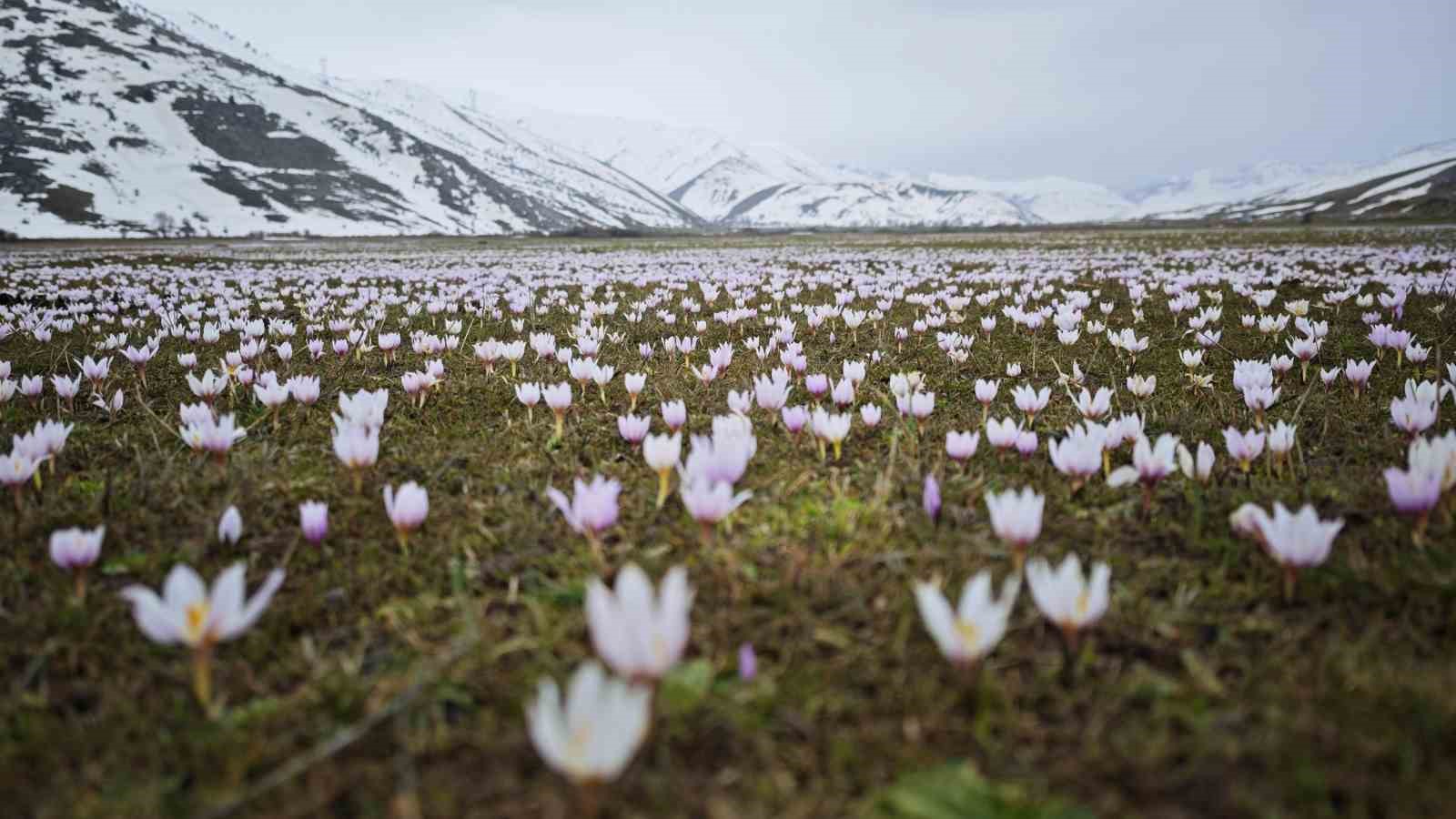 Güzeldere Vadisi bahar çiğdemleriyle süslendi
