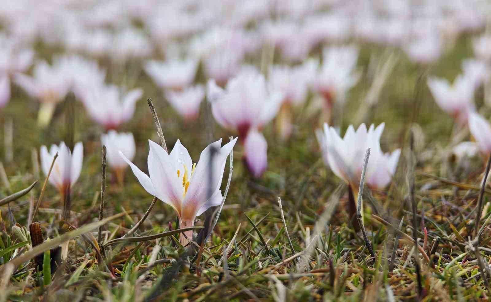 Güzeldere Vadisi bahar çiğdemleriyle süslendi
