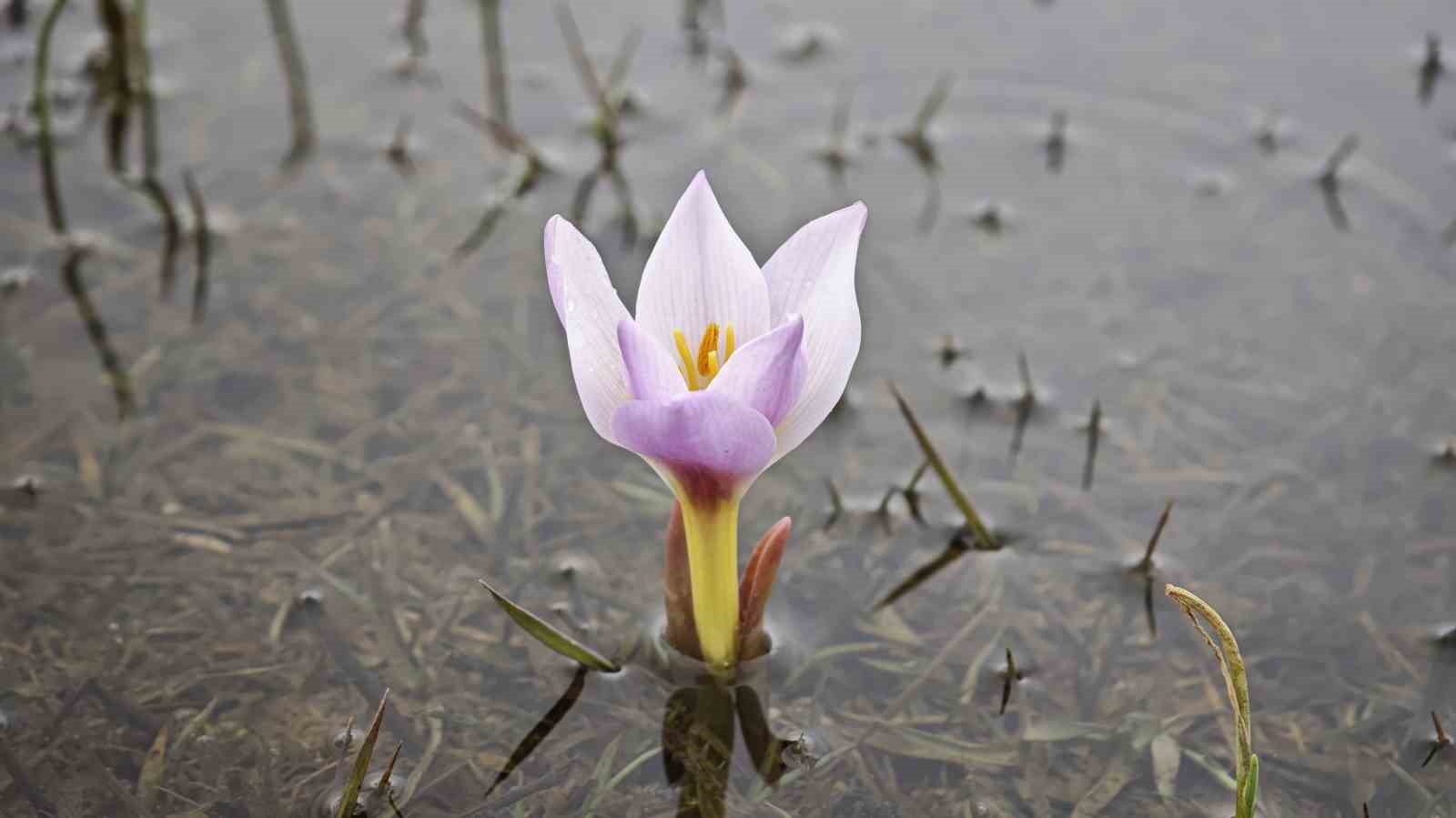 Güzeldere Vadisi bahar çiğdemleriyle süslendi
