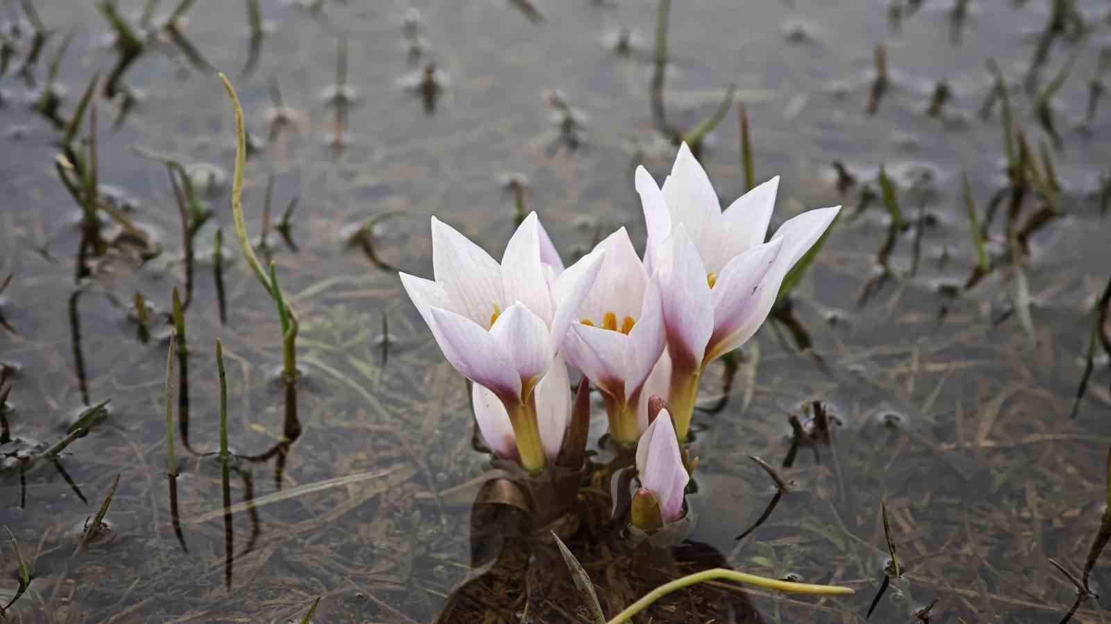 Güzeldere Vadisi bahar çiğdemleriyle süslendi
