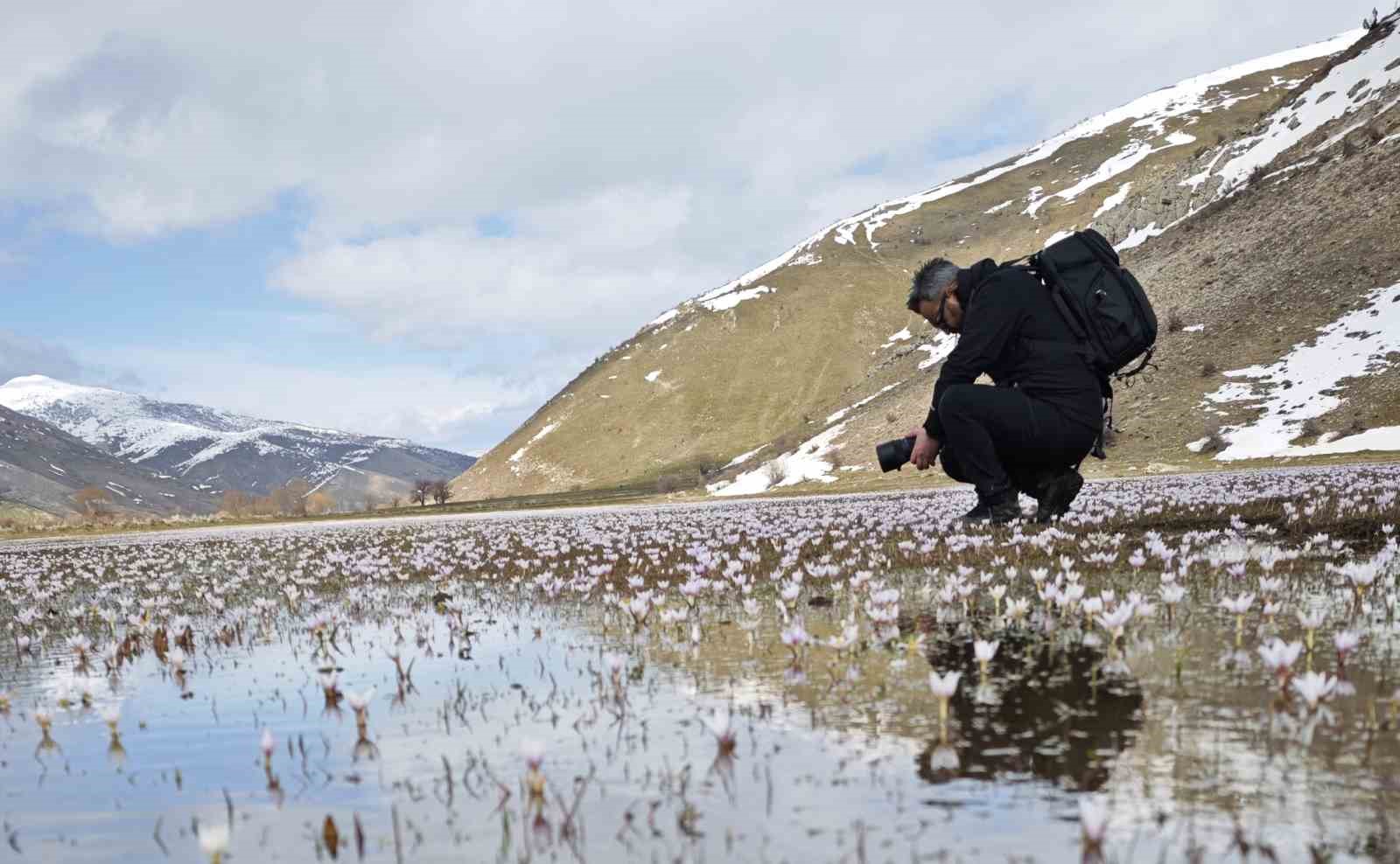 Güzeldere Vadisi’nde bahar şöleni: Çiğdemler görsel ziyafet sunuyor
