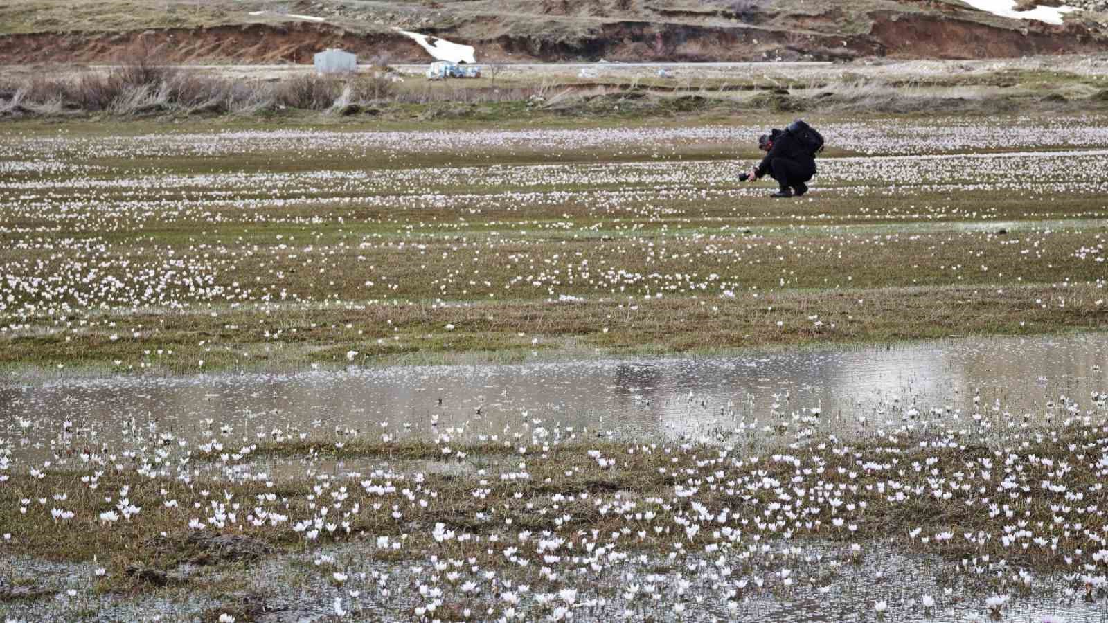 Güzeldere Vadisi’nde bahar şöleni: Çiğdemler görsel ziyafet sunuyor
