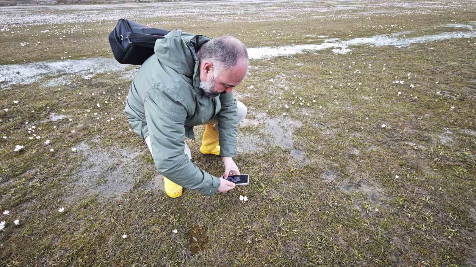 Güzeldere Vadisi’nde bahar şöleni: Çiğdemler görsel ziyafet sunuyor
