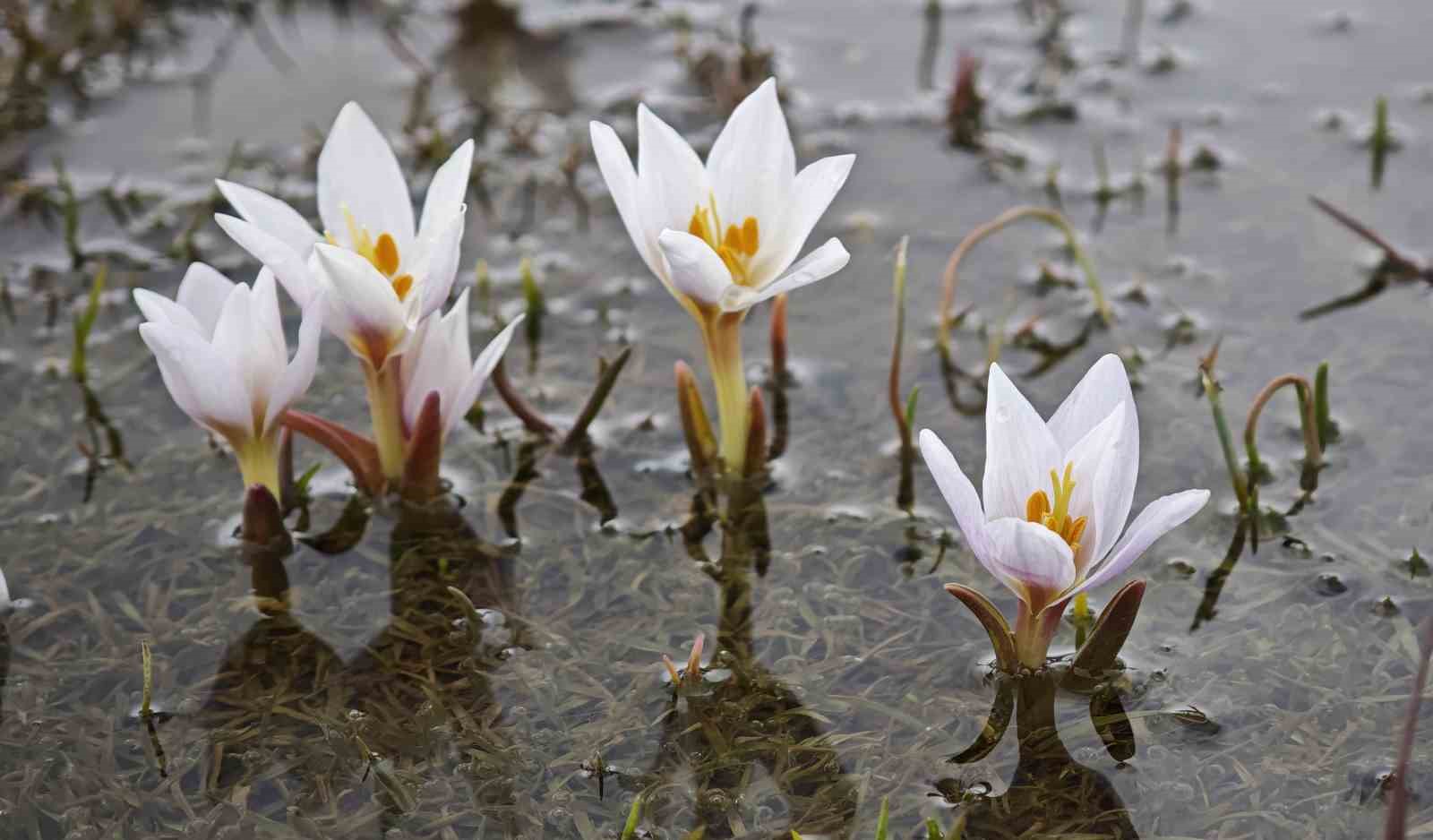 Güzeldere Vadisi’nde bahar şöleni: Çiğdemler görsel ziyafet sunuyor
