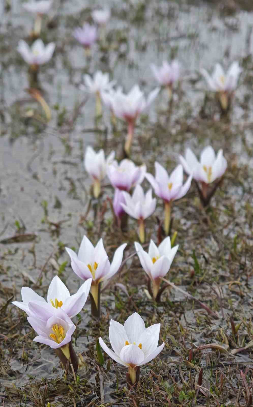 Güzeldere Vadisi’nde bahar şöleni: Çiğdemler görsel ziyafet sunuyor
