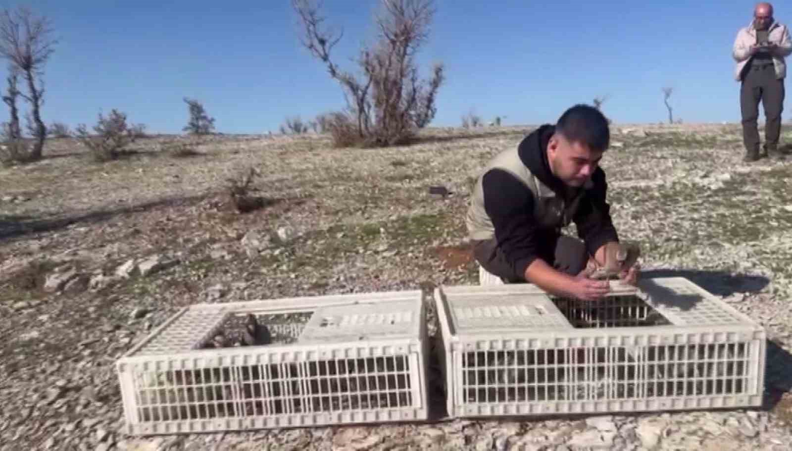 Habur’da ele geçirilen 38 kınalı keklik doğaya salındı
