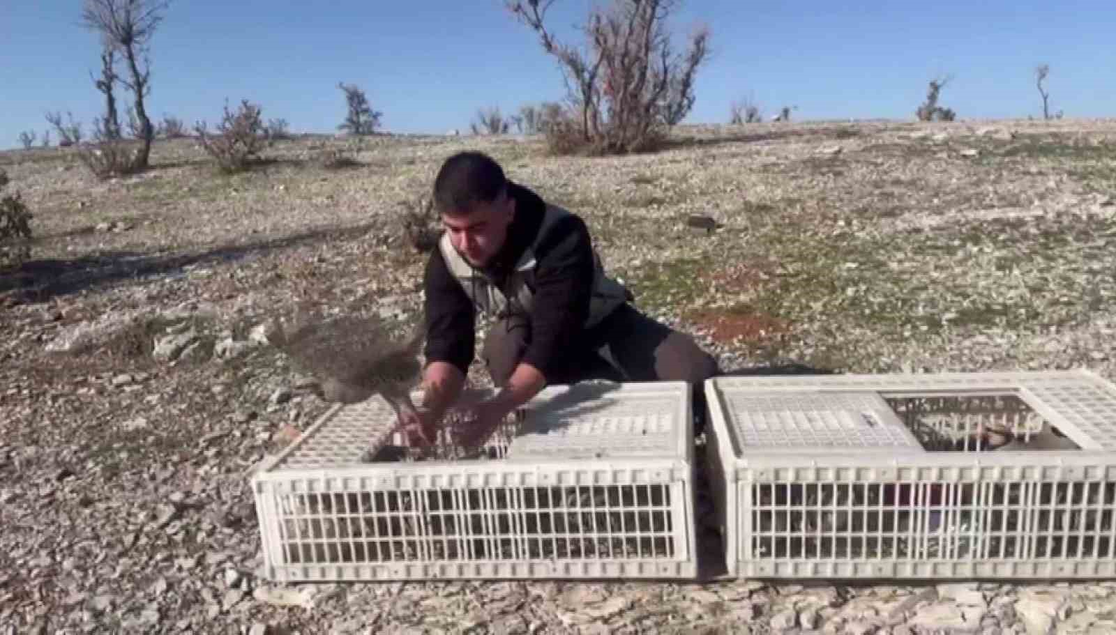 Habur’da ele geçirilen 38 kınalı keklik doğaya salındı
