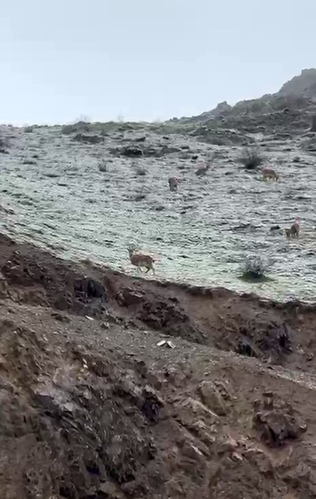 Hakkari yolunda dağ keçileri görüntülendi
