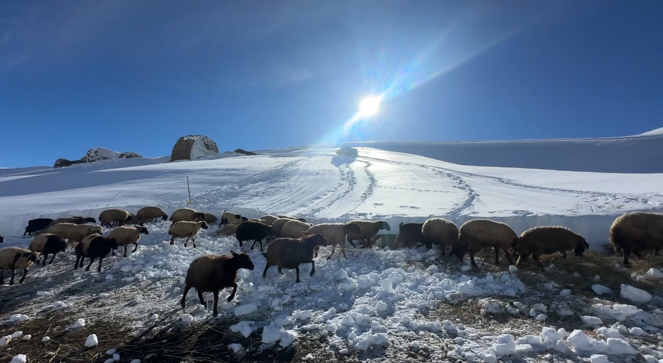 Hakkari’de 1 buçuk metreyi aşan karda çiftçilerin zorlu mesaisi sürüyor
