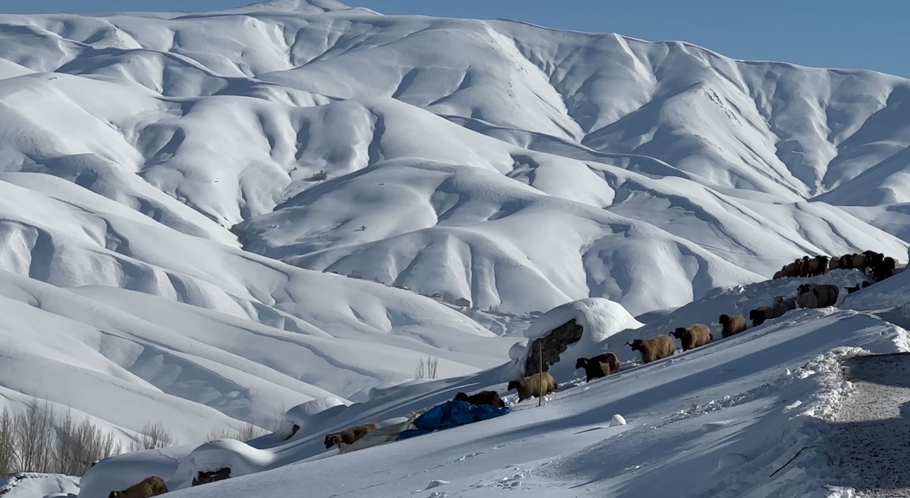 Hakkari’de 1 buçuk metreyi aşan karda çiftçilerin zorlu mesaisi sürüyor
