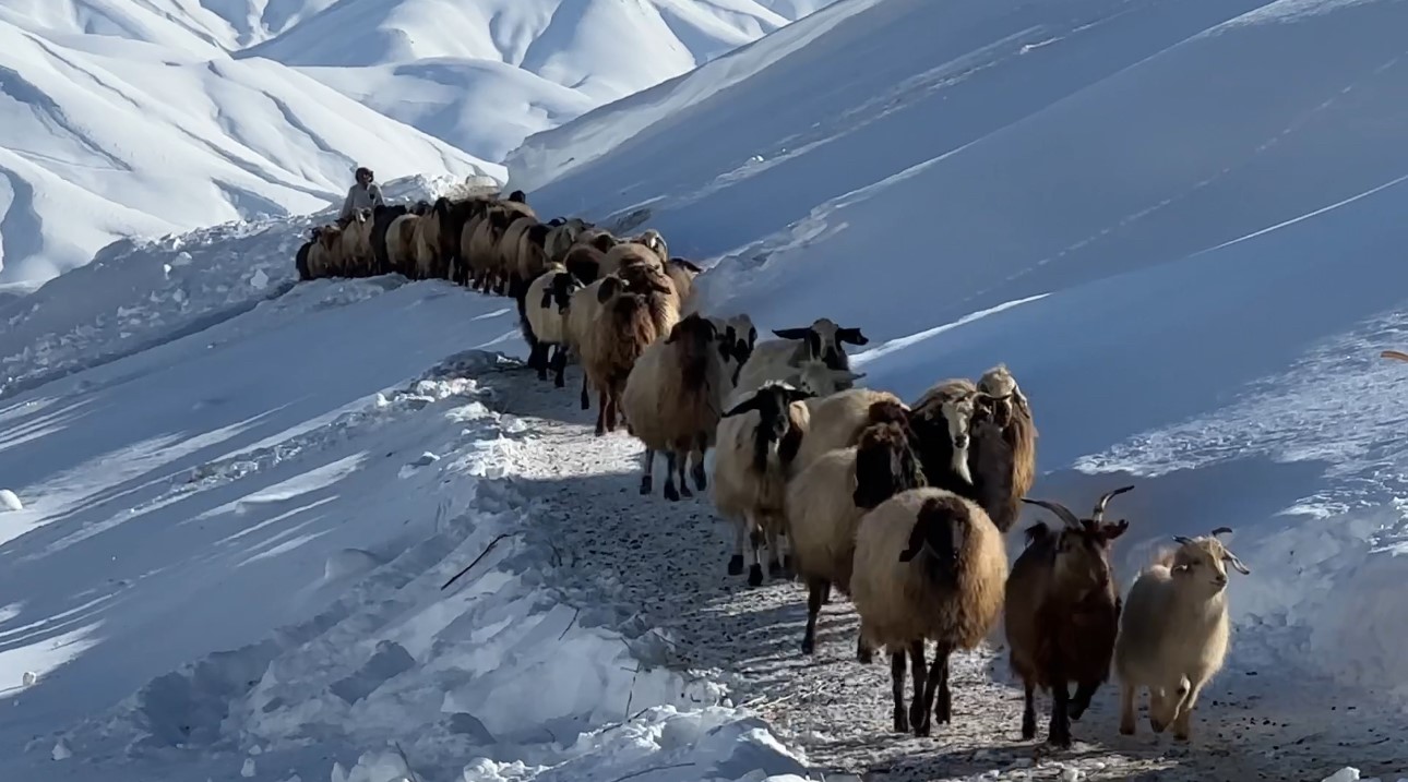 Hakkari’de 1 buçuk metreyi aşan karda çiftçilerin zorlu mesaisi sürüyor
