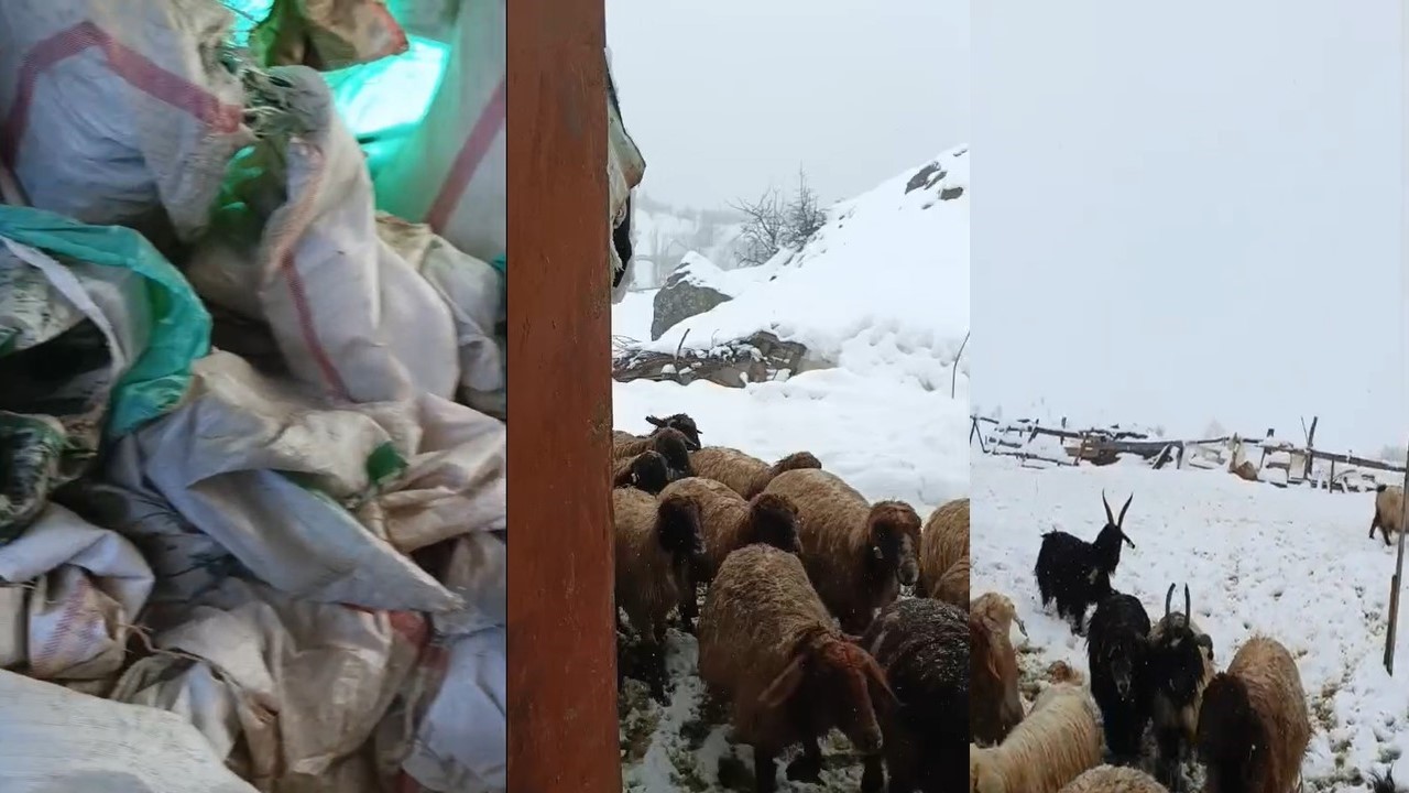 Hakkari’de 1,5 metrelik kar: Çiftçiler çaresiz
Hakkari’de 1,5 metrelik kar: Çiftçiler çaresiz