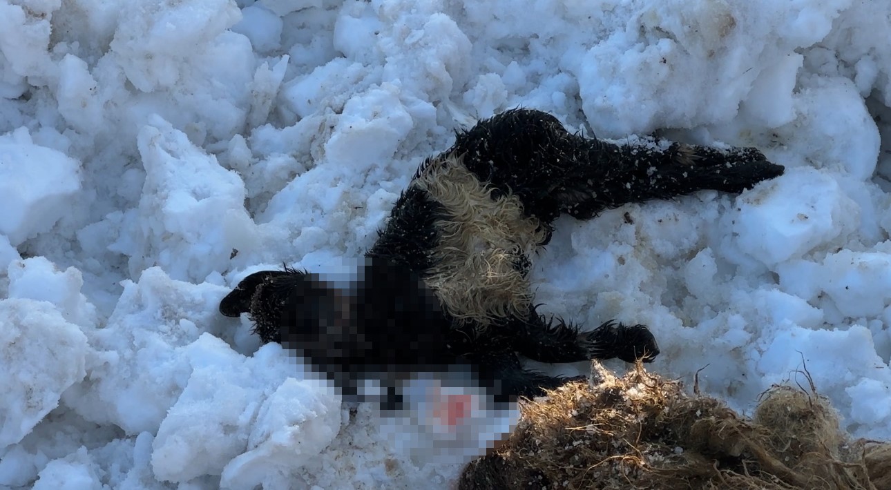 Hakkari’de ahırın çatısı çöktü: 2 hayvan telef oldu
