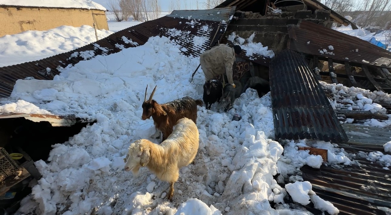 Hakkari’de ahırın çatısı çöktü: 2 hayvan telef oldu
