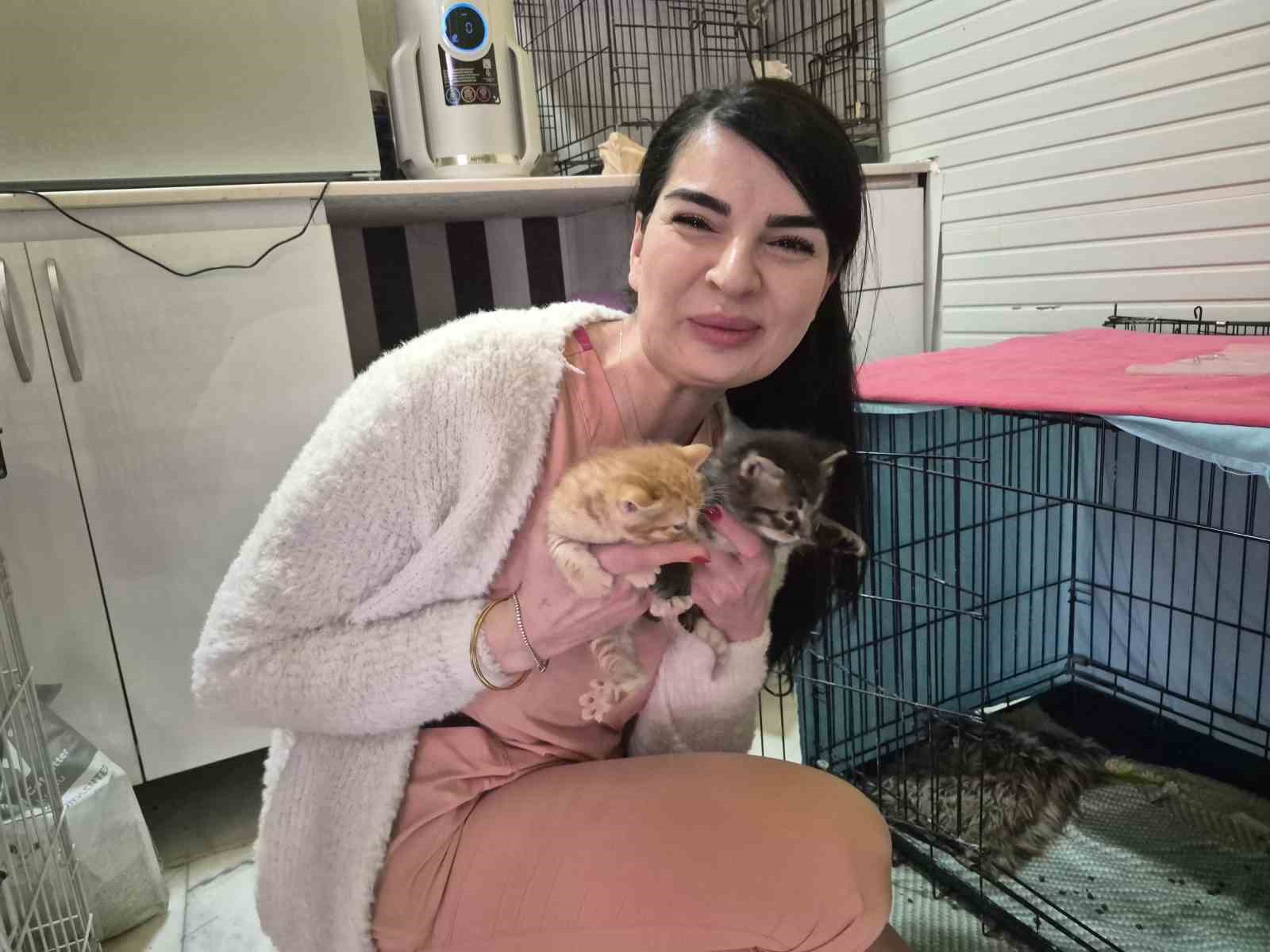 Hamile kedi sığındığı veteriner kliniğinde doğum yaptı
