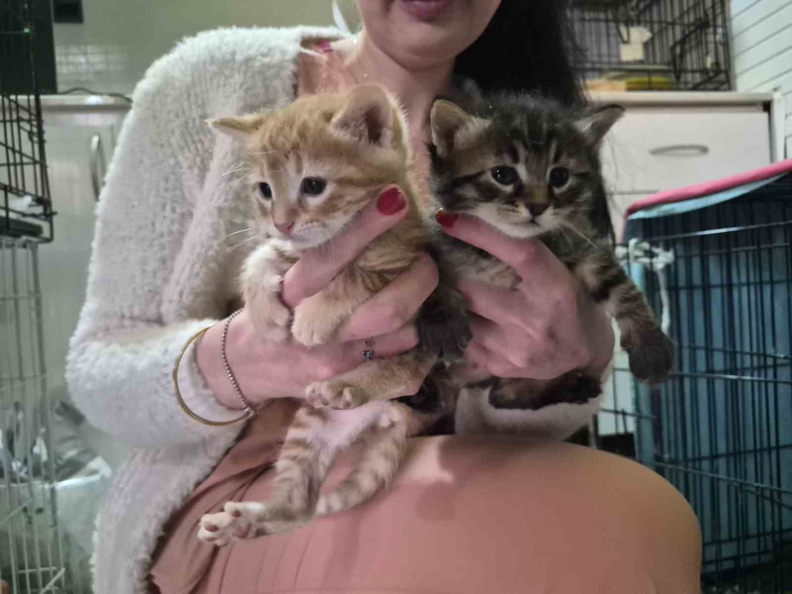 Hamile kedi sığındığı veteriner kliniğinde doğum yaptı
