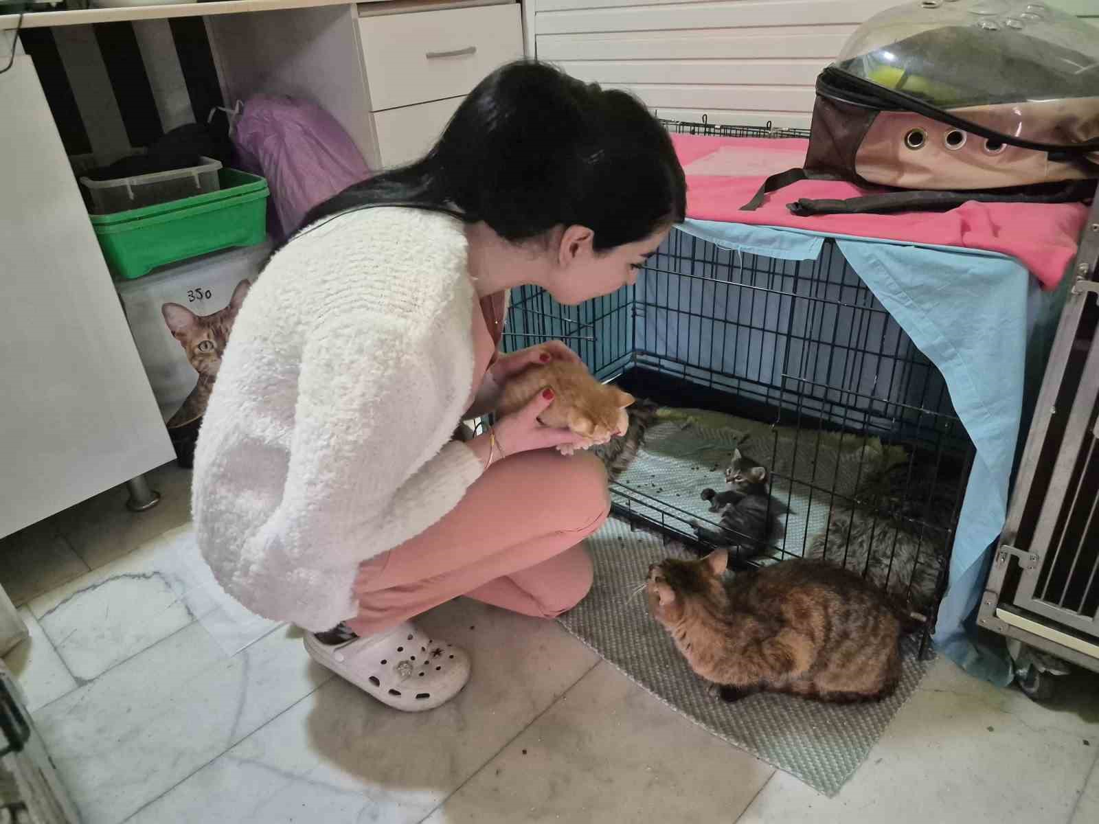 Hamile kedi sığındığı veteriner kliniğinde doğum yaptı
