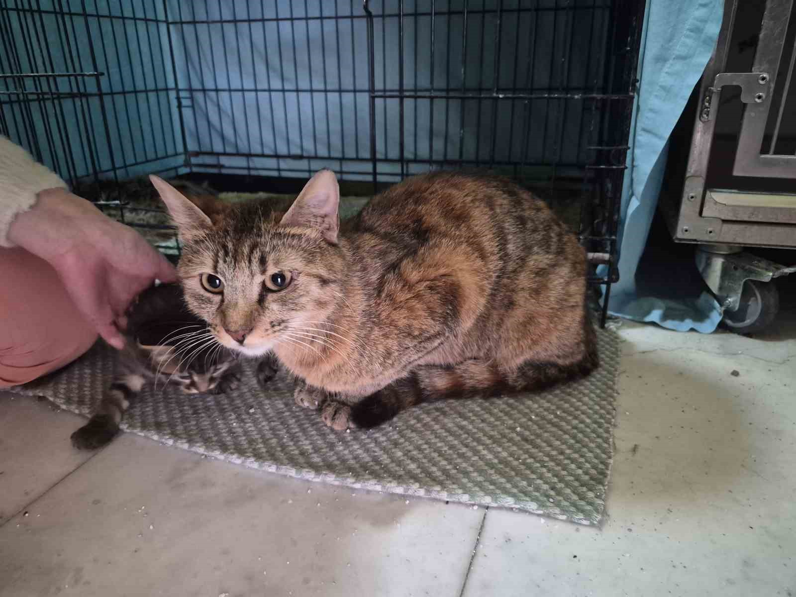 Hamile kedi sığındığı veteriner kliniğinde doğum yaptı
