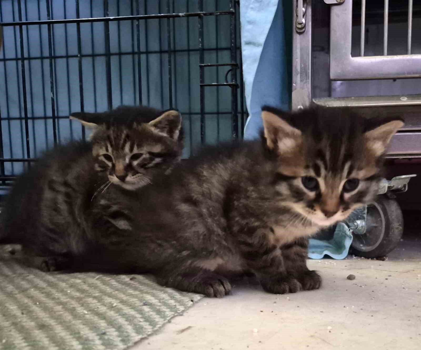 Hamile kedi sığındığı veteriner kliniğinde doğum yaptı
