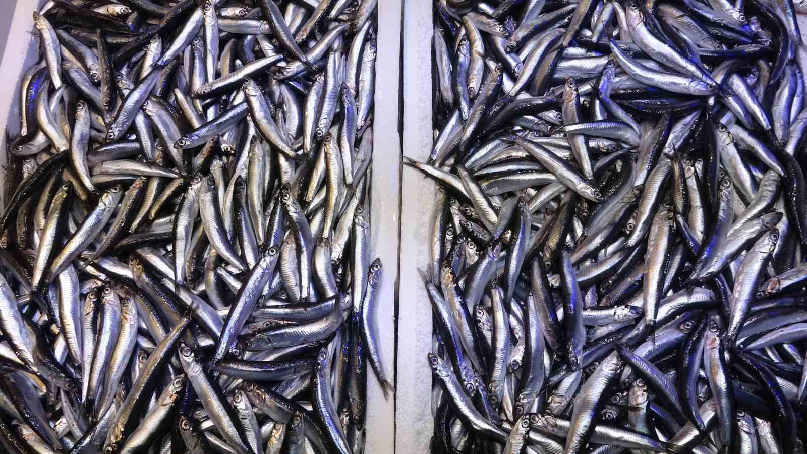 Hamsi bu defa şaşırttı: Tezgahlar yeniden şenlendi
