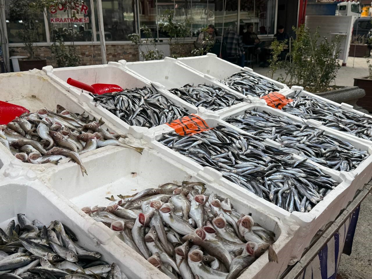 Hamsi yeniden tezgahlarda, 200 liradan alıcı buluyor
Hamsi yeniden tezgahlarda, 200 liradan alıcı buluyor