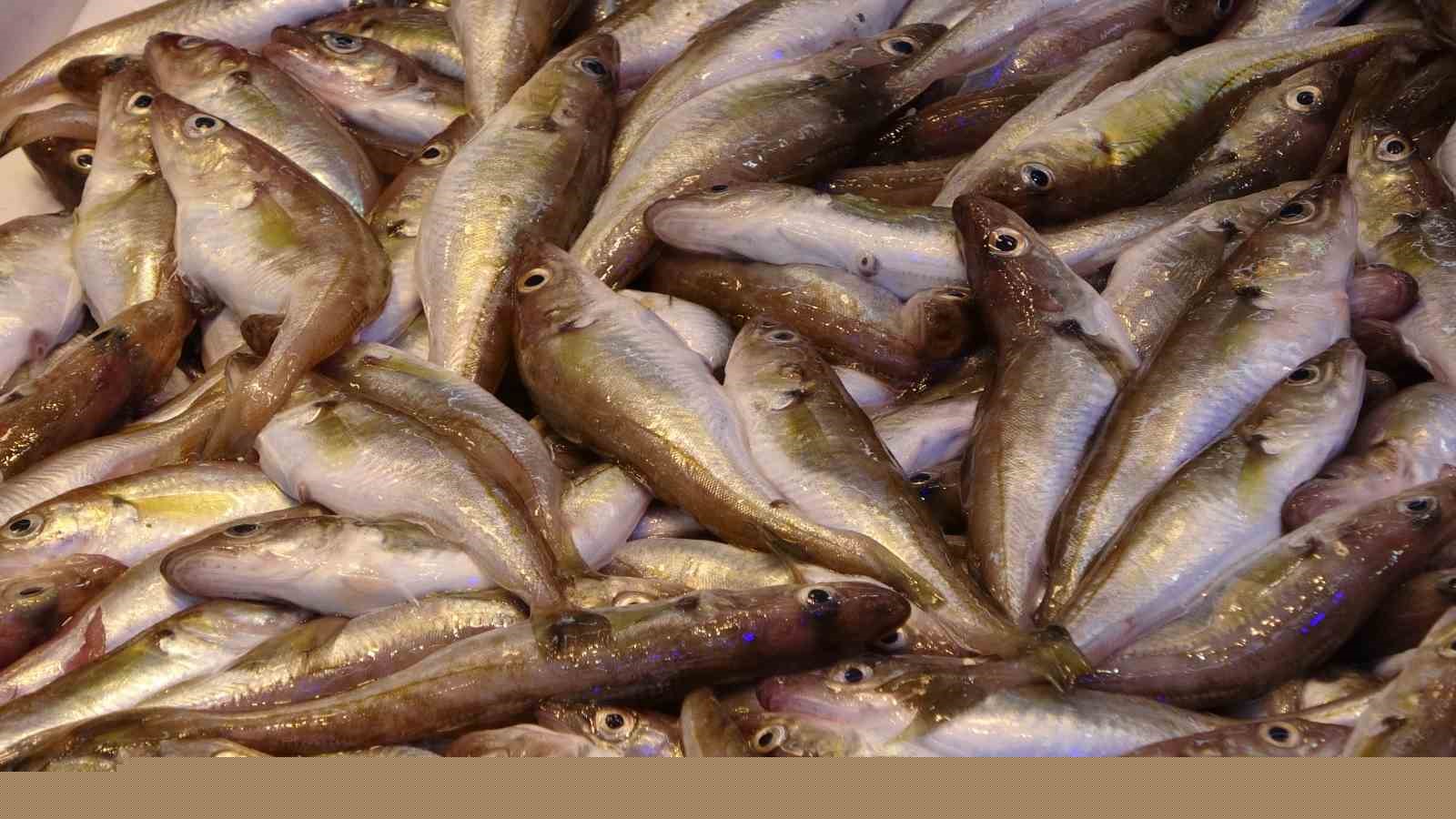 Hamside beklenen son
