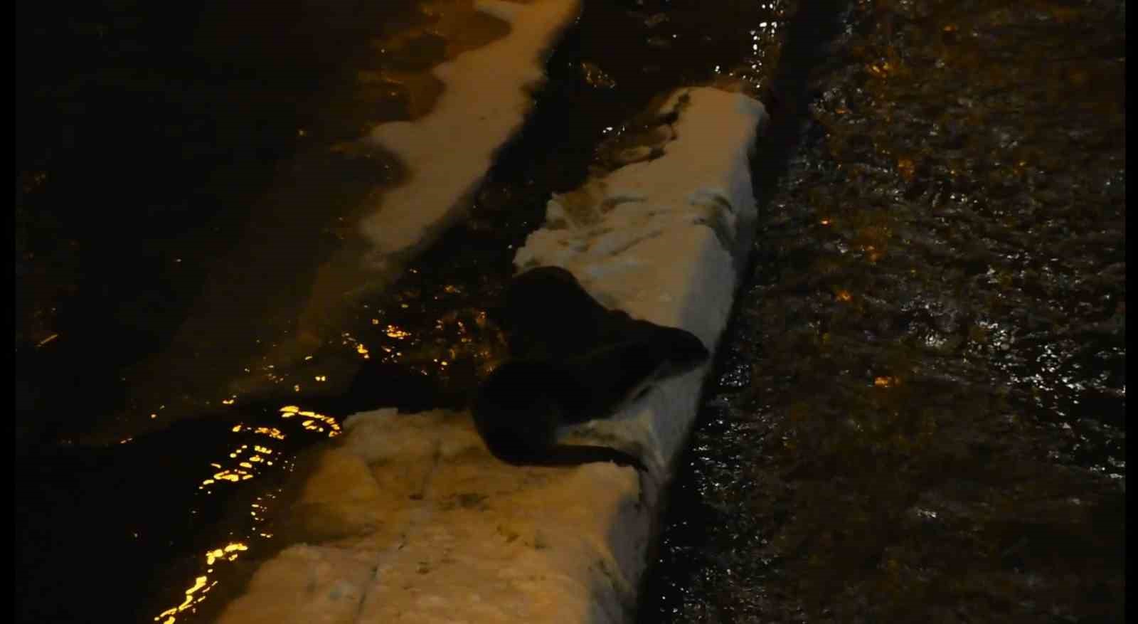 Harşit Çayı’nda nesli tehlike altındaki su samurları görüntülendi
