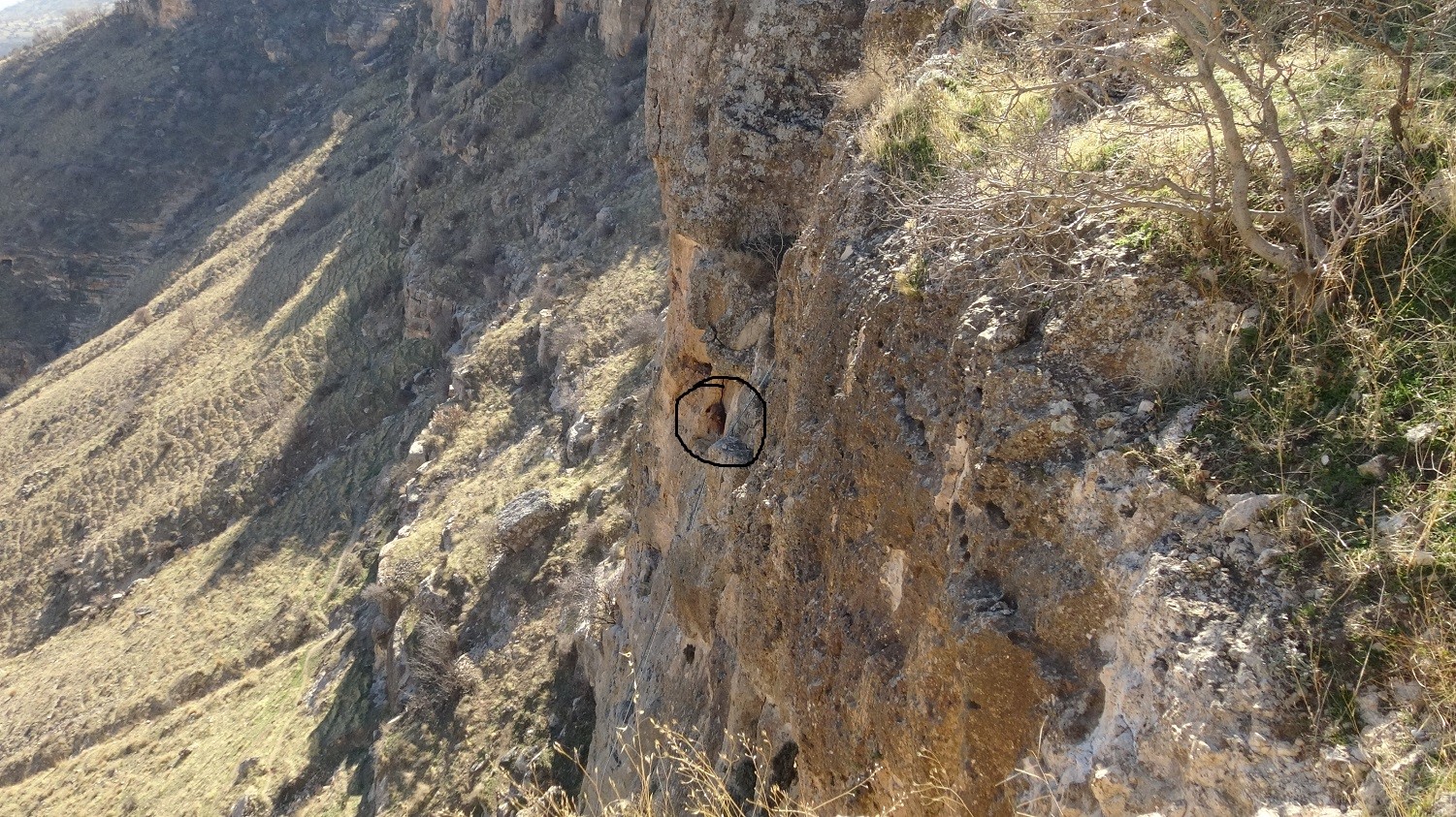 Hasankeyf’te 5 gündür mahsur kalan keçi kurtarıldı
