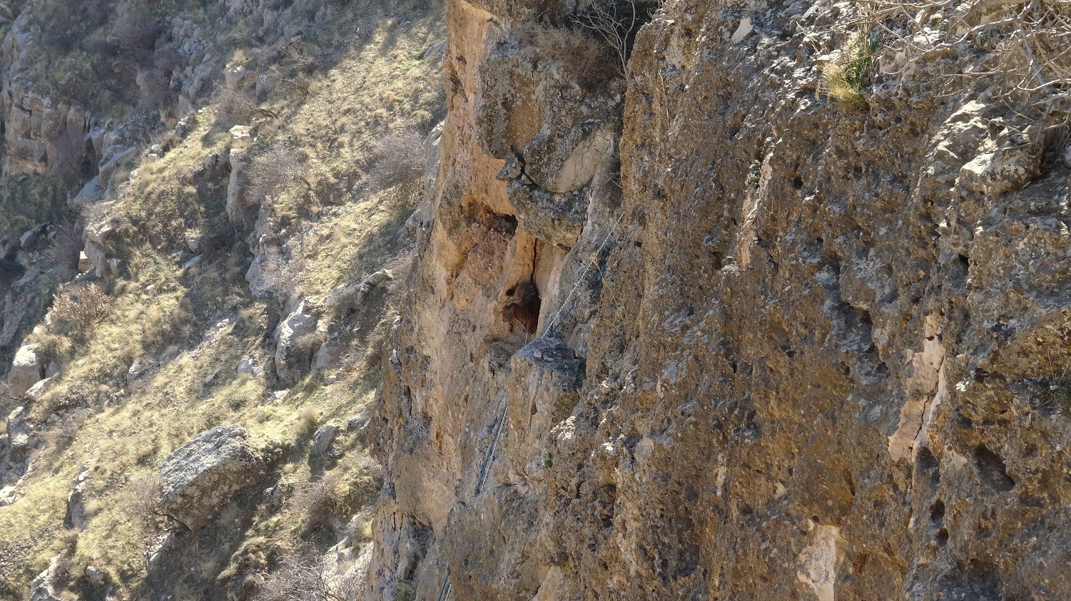 Hasankeyf’te 5 gündür mahsur kalan keçi kurtarıldı
