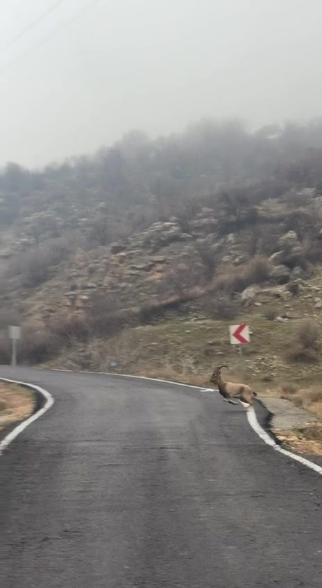 Hasankeyf’te örnek davranış: Sürücü durdu, dağ keçileri geçti
