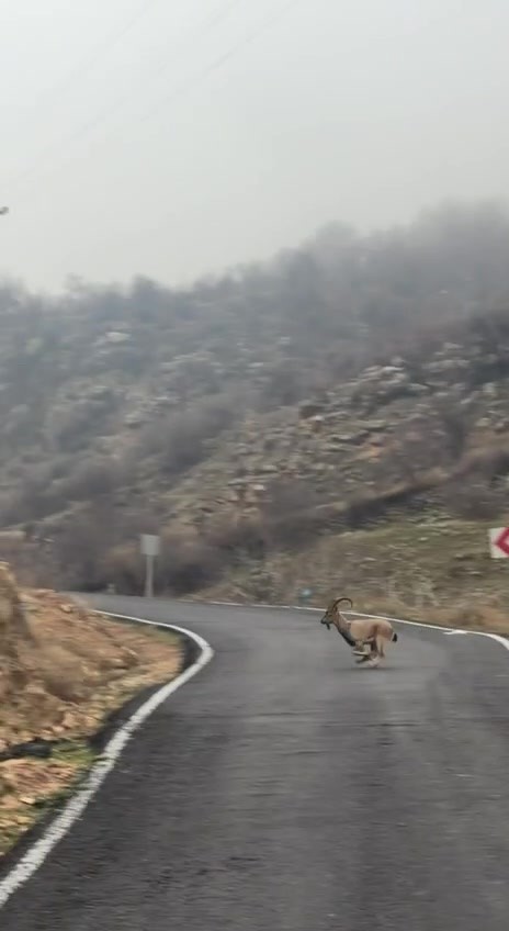 Hasankeyf’te örnek davranış: Sürücü durdu, dağ keçileri geçti
