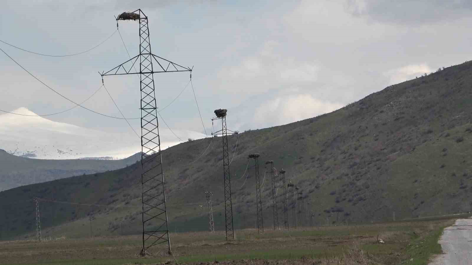 Hasköy’de leylekler aynı güzergahta 18 yuvayı doldurdu

