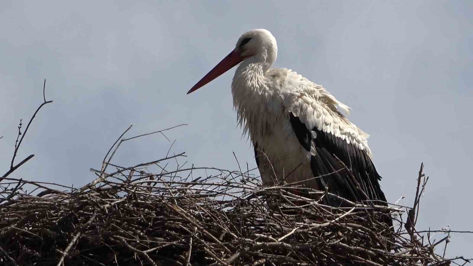 Hasköy’de leylekler aynı güzergahta 18 yuvayı doldurdu
