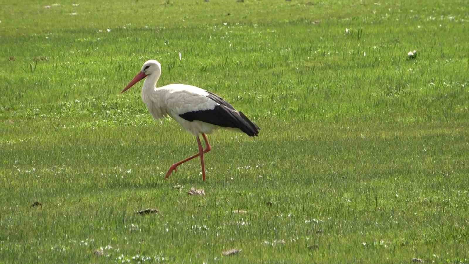 Hasköy’de leylekler aynı güzergahta 18 yuvayı doldurdu
